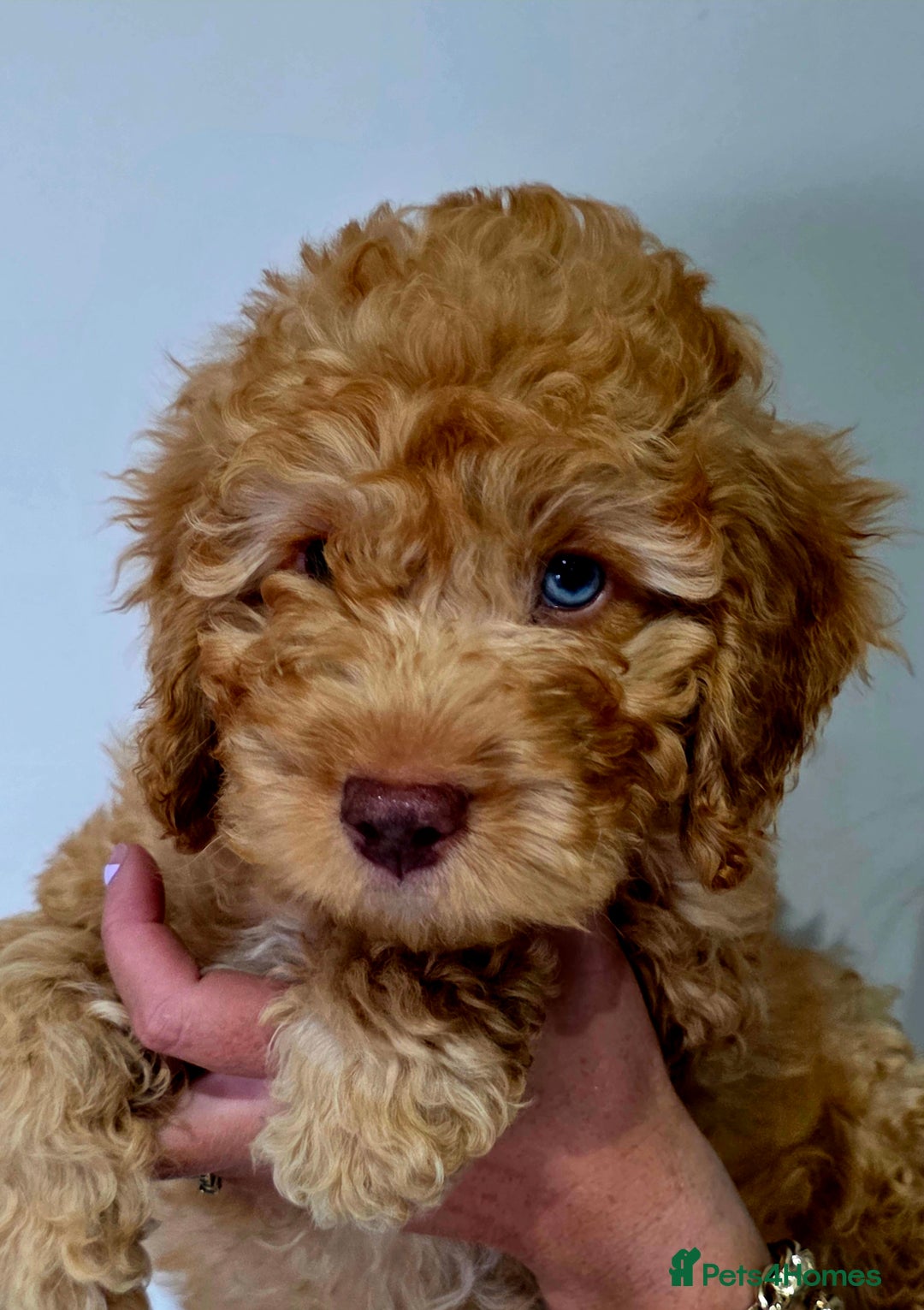Cockapoo dogs for sale: Phantom & Merle Cockapoo puppies - Image 1