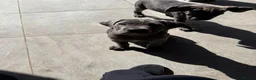 Cane Corso dogs for sale: 1 Stunning Blue Girl left Cane Corso Puppies - Advert 9