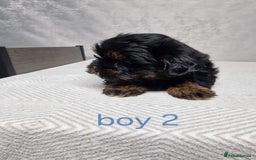 Shorkie dogs for sale:  shorkie puppies  - Advert 4