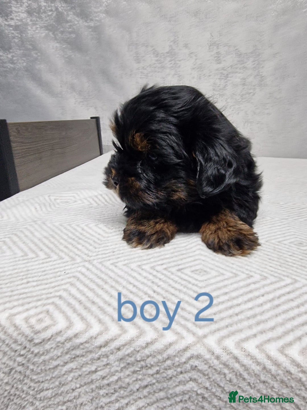 Shorkie dogs for sale:  shorkie puppies  - Advert 4
