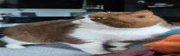 British Shorthair cats for stud: Title: 🏆GCCF & TICA reg🪩BSH CINNAMON BICOLOR - Advert 3