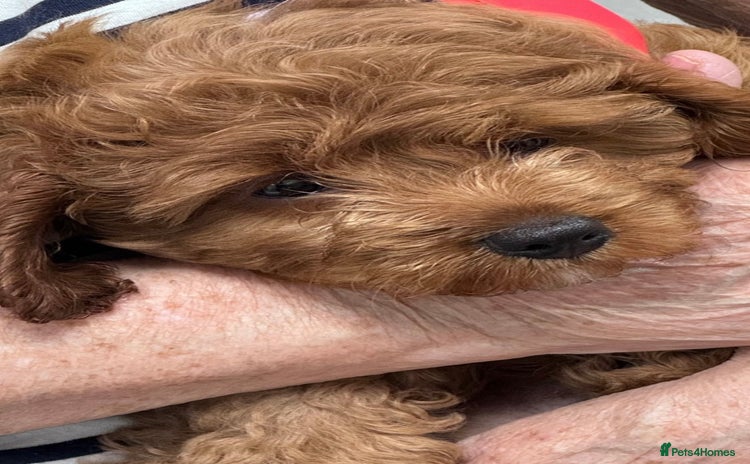 Cavapoo dogs - Advert 15