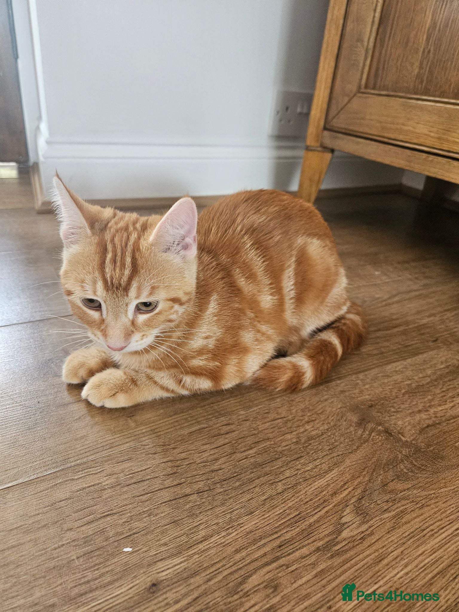 Siberian cats Stunning half Siberian kittens ready to be rehome. - Advert 6