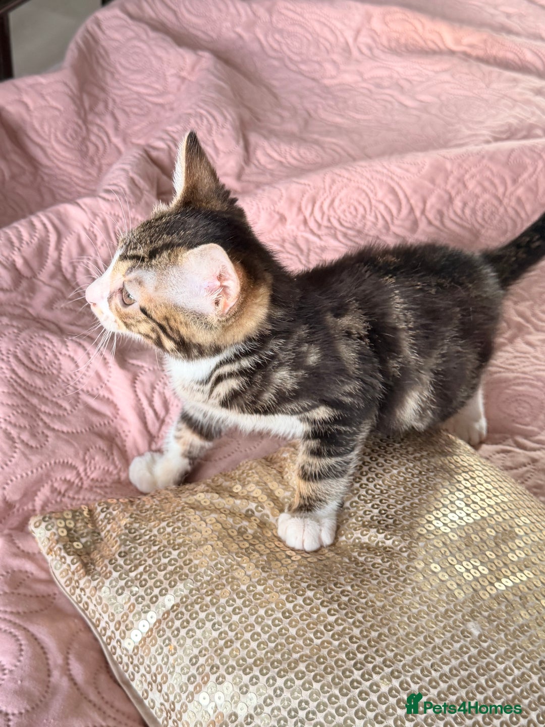 British Shorthair cats for sale: Purr-fect  **  Kittens Ready for new home - Advert 11