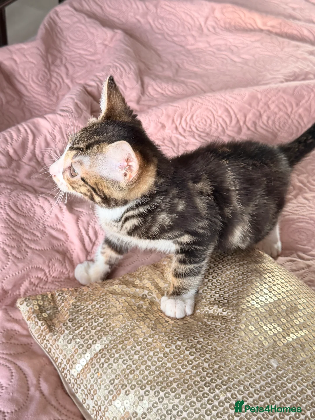 British Shorthair cats for sale: Purr-fect  **  Kittens Ready for new home - Advert 7