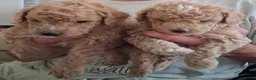 Mixed Breed dogs for sale: Puppies for sale in Southport - Advert 3