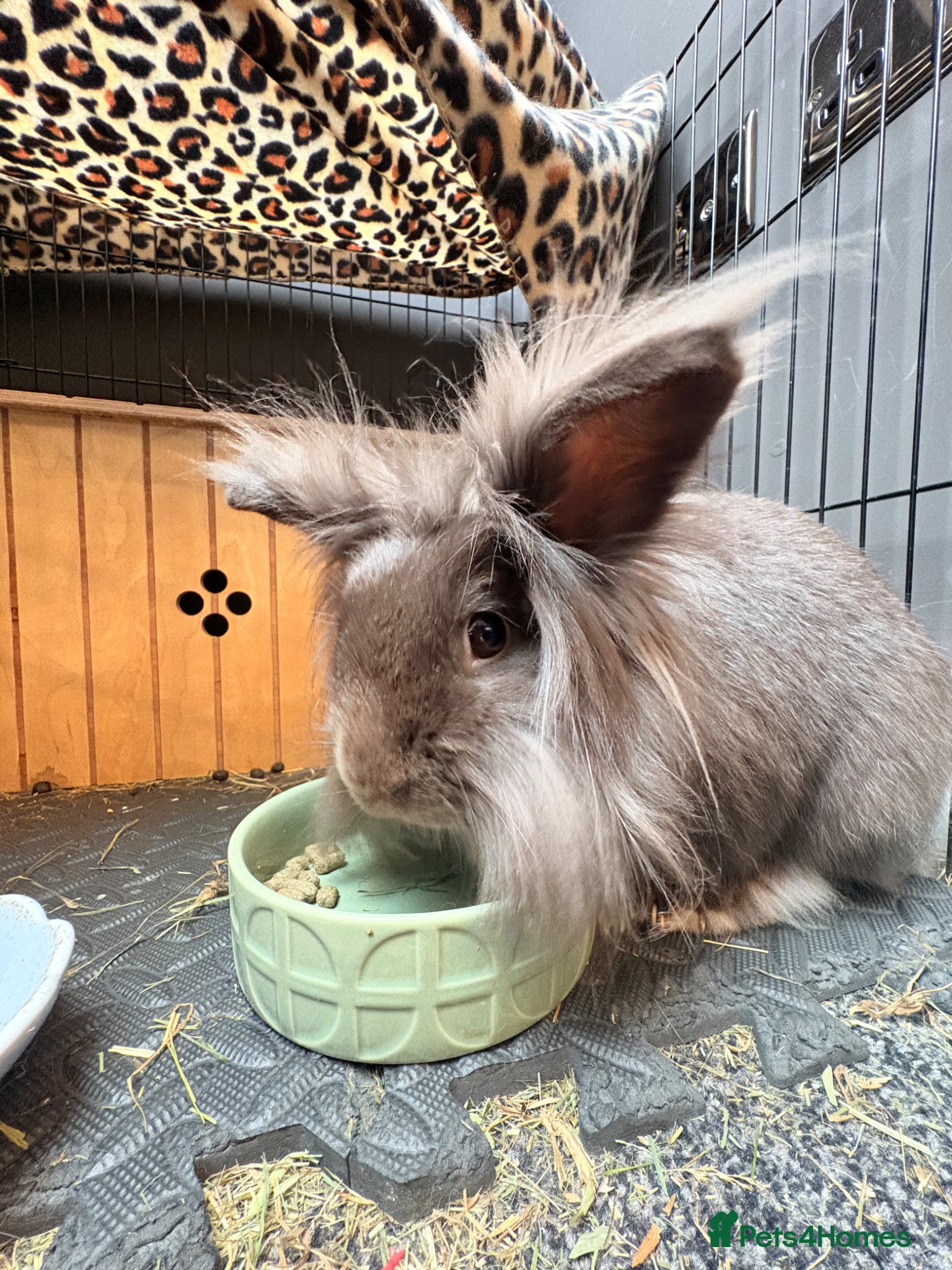Lionhead rabbits for sale: 2yo Lionhead Female in Hove - Advert 3