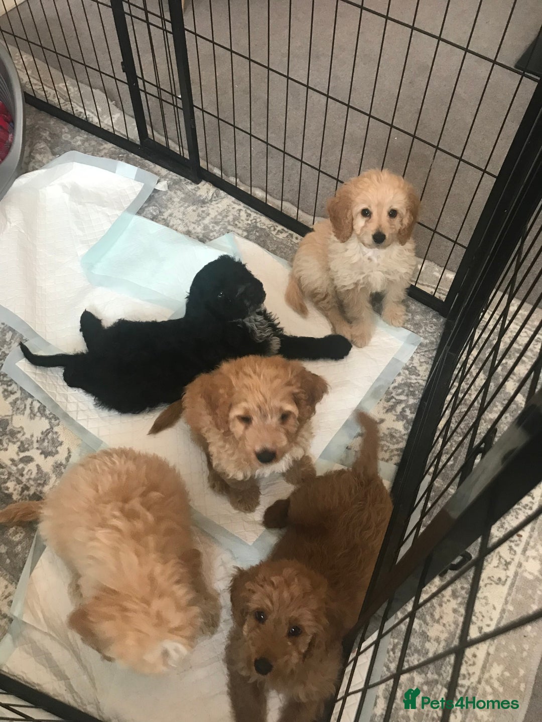 Cockapoo dogs for sale: 🐩🐶STUNNING F1 COCKAPOO PUPPIES🐶🐩 - Image 25