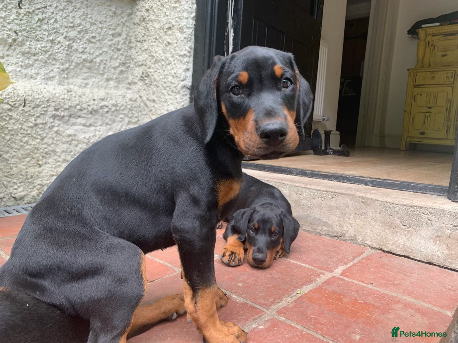 Dobermann dogs 2 Male Free Range Dobermans Ready to Leave - Advert 2
