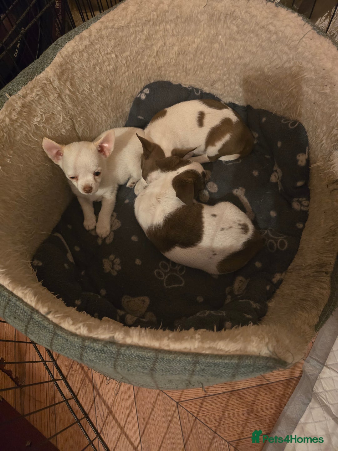 Chihuahua dogs for sale: Lovely Chihuahua Puppies looking for a Loving Home - Image 2