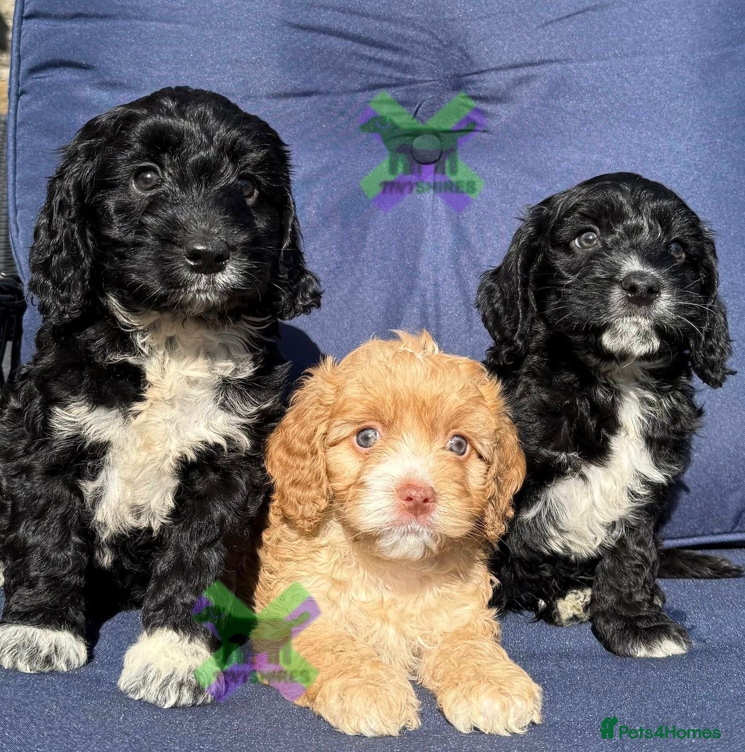 Cockapoo dogs F1 BOYS ONLY MINI COCKAPOOS 30 dna tested - Advert 2