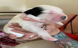 Sprocker dogs for sale: Norwich  - Image 16