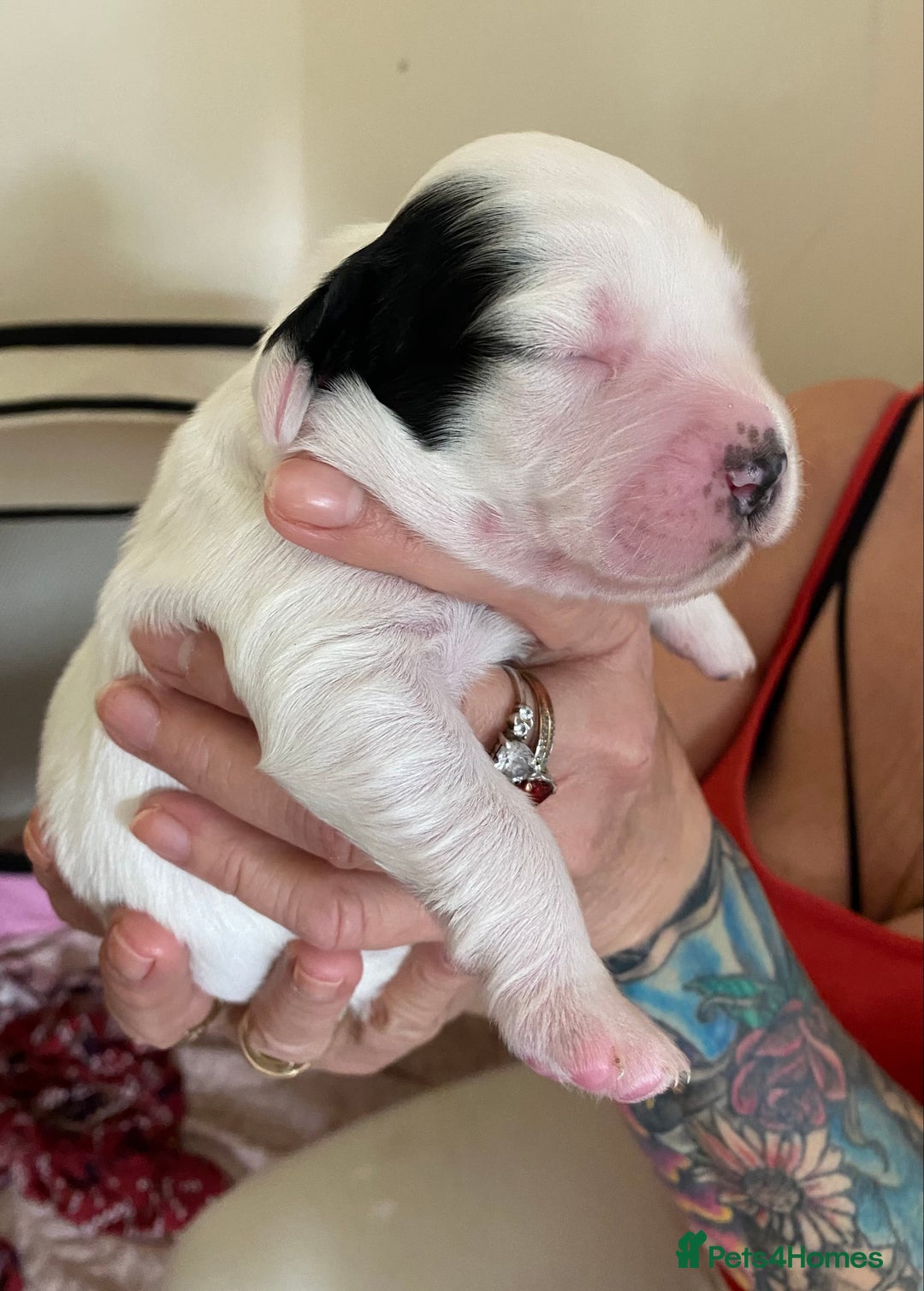 Sprocker dogs for sale: Norwich  - Image 16