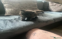 Persian cats for sale: Champion Bloodlines Persian Kittens–GCCF papers  - Image 23