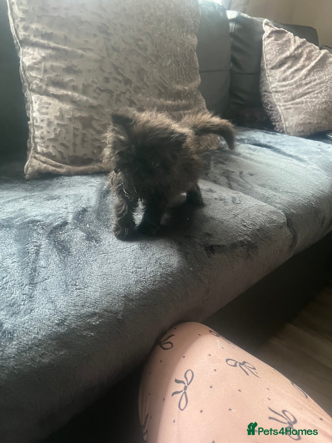 Persian cats for sale: Champion Bloodlines Persian Kittens–GCCF papers  - Image 23