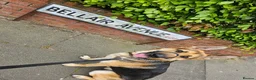 German Shepherd dogs for sale: URGENT REHOMING NEEDED - Advert 6