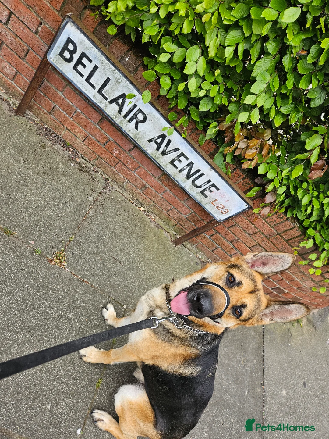 German Shepherd dogs for sale: URGENT REHOMING NEEDED - Advert 6