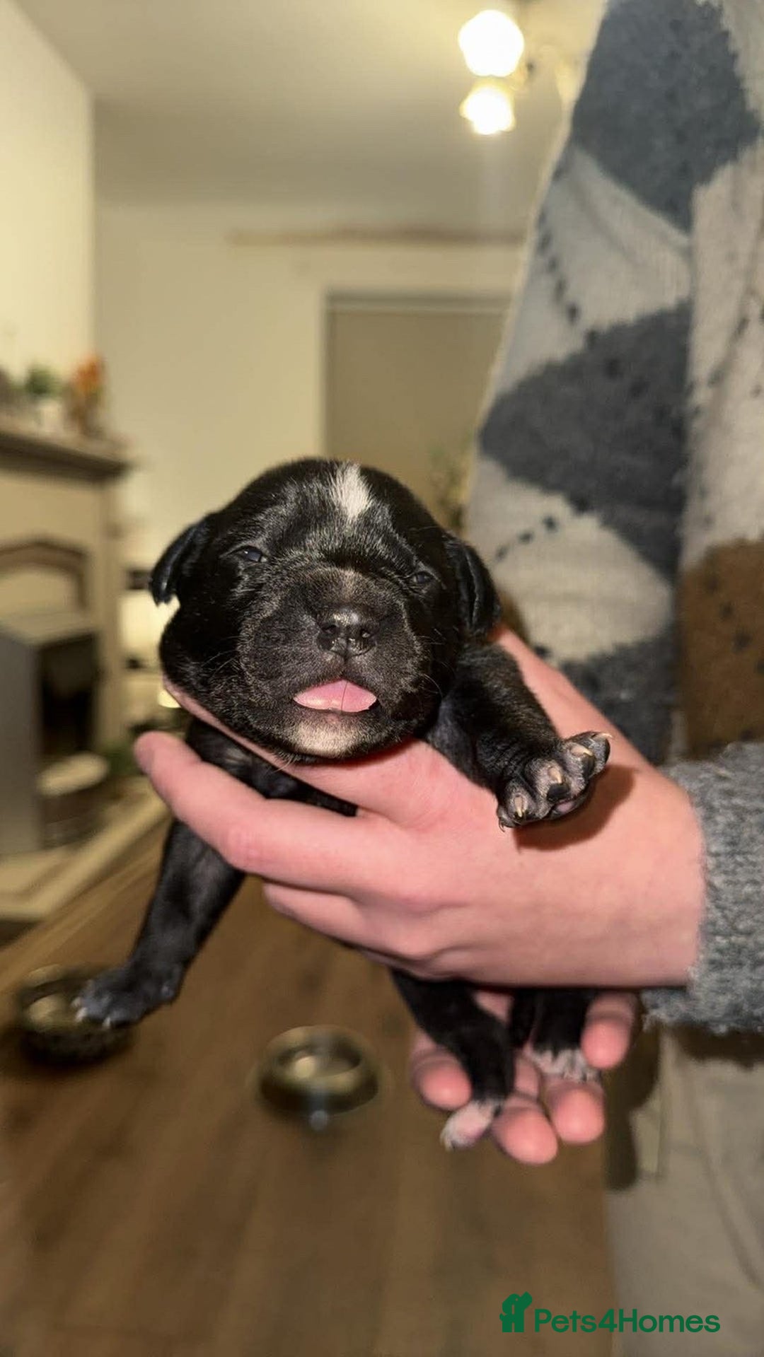 Staffordshire Bull Terrier dogs for sale: Gorgeous staffy puppies  - Advert 20