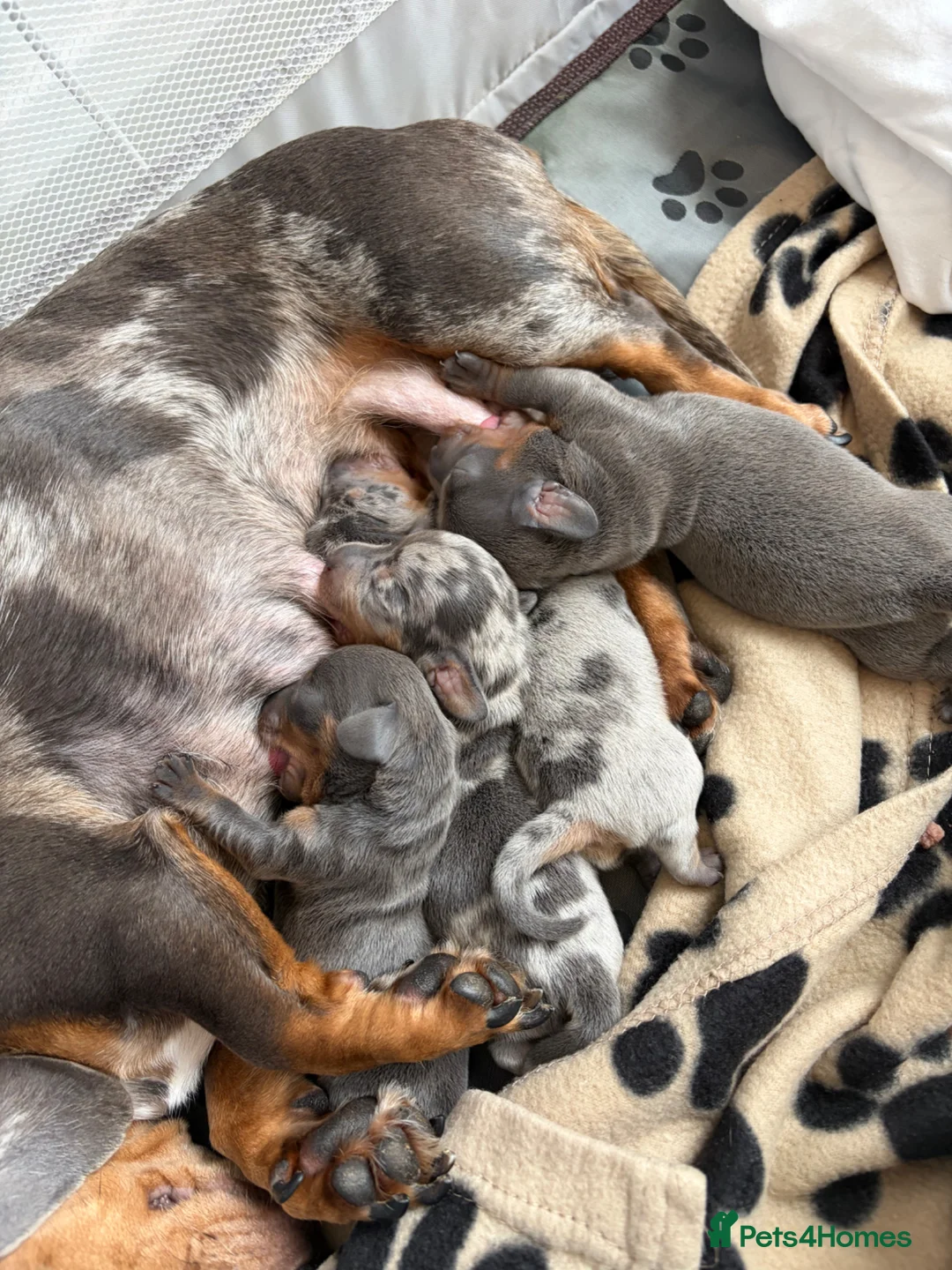 Dachshund dogs for sale: 2 boys blue dapple 2 blue girls  in Portsmouth - Advert 1