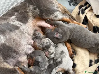 Dachshund dogs 2 boys blue dapple 2 blue girls - Advert 17