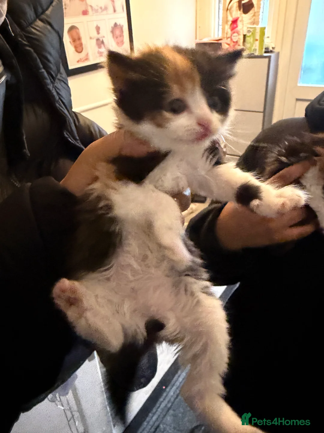 Mixed Breed cats for sale: Kittens - Advert 4