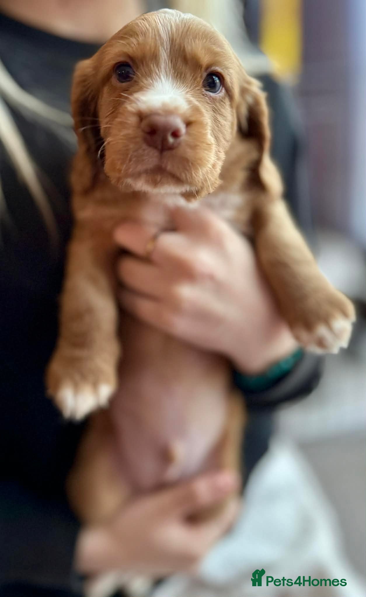 Cocker Spaniel dogs Working Cocker Spaniels Puppies do sale  - Advert 3