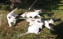 Siamese cats for sale: Siamese Kittens - Image 3