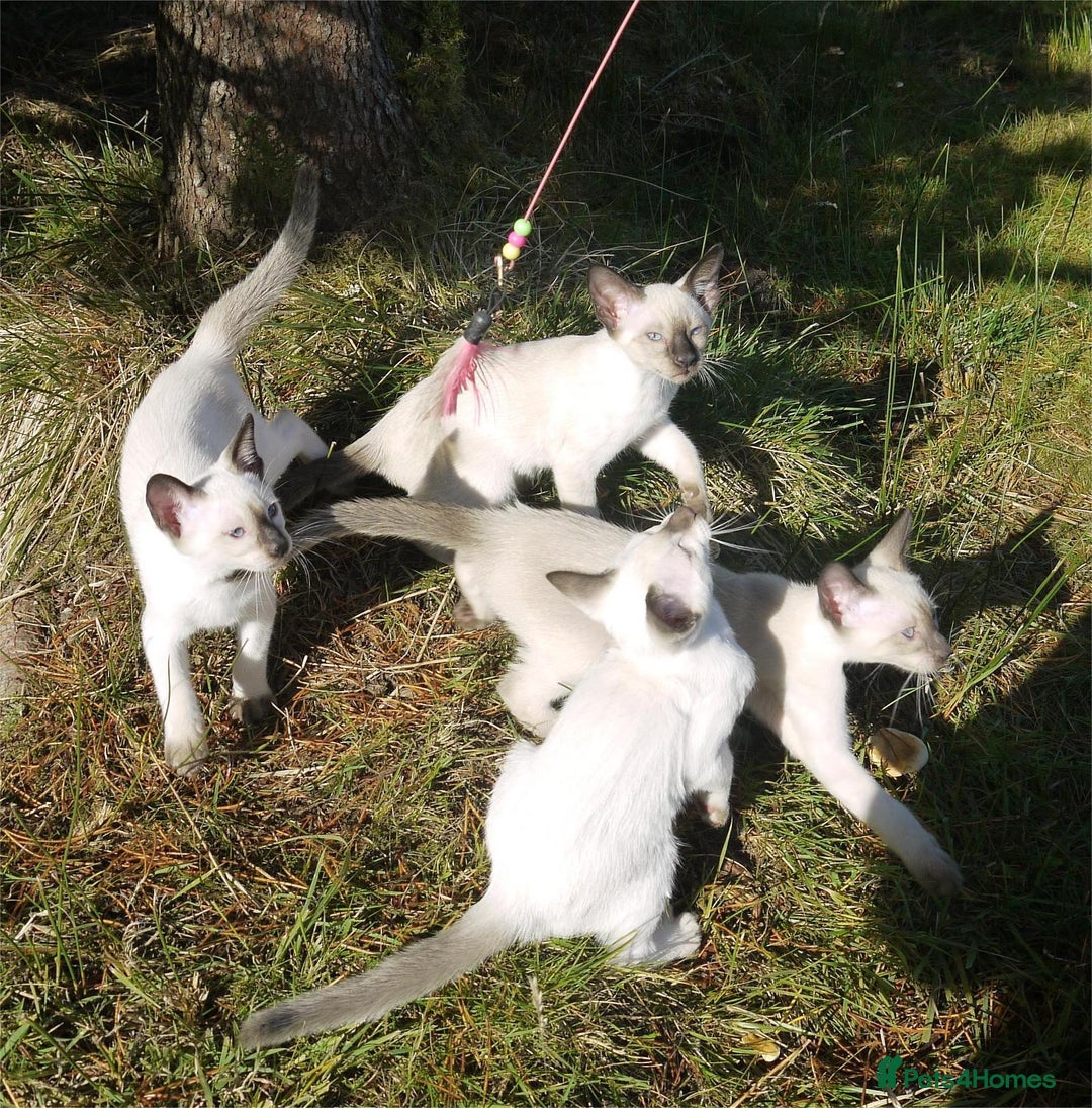 Siamese cats for sale: Siamese Kittens - Image 3