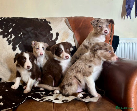 Border Collie Puppies For Sale In Scotland