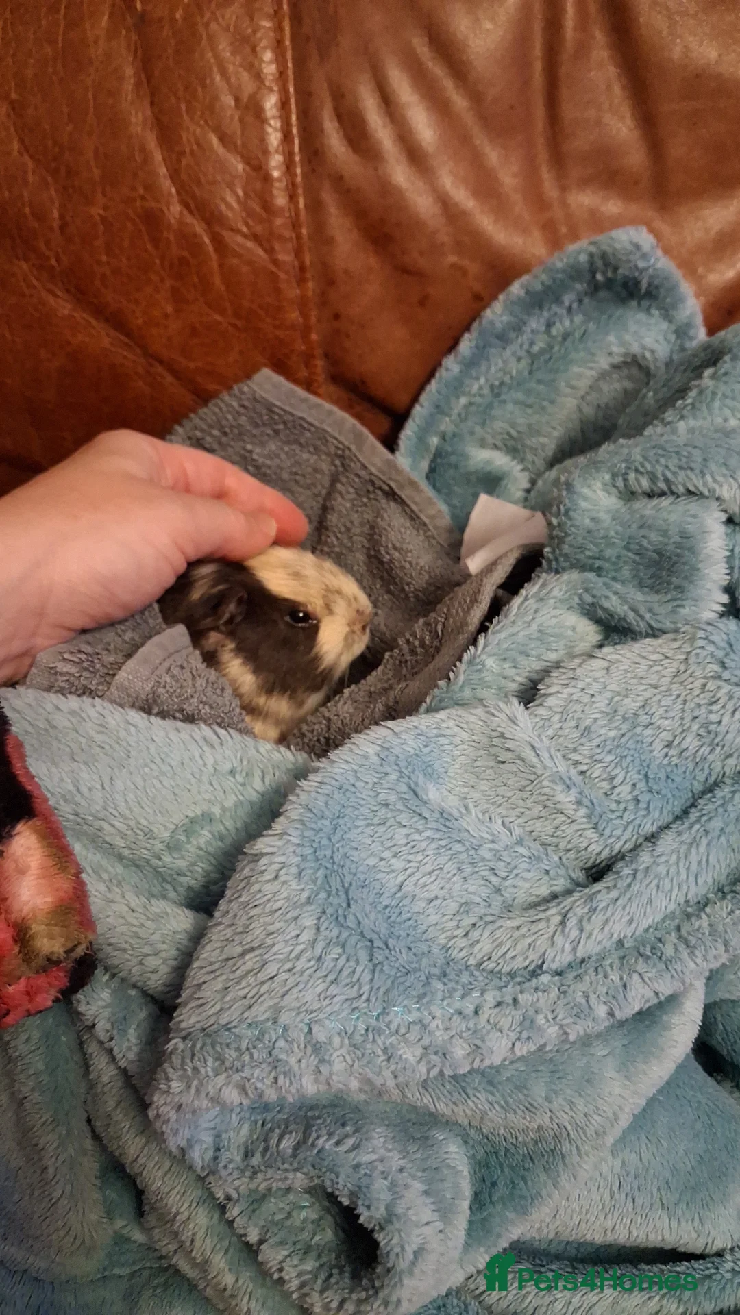 Guinea Pig rodents for sale: Friendly female and male guineapig  in Bournemouth - Advert 2