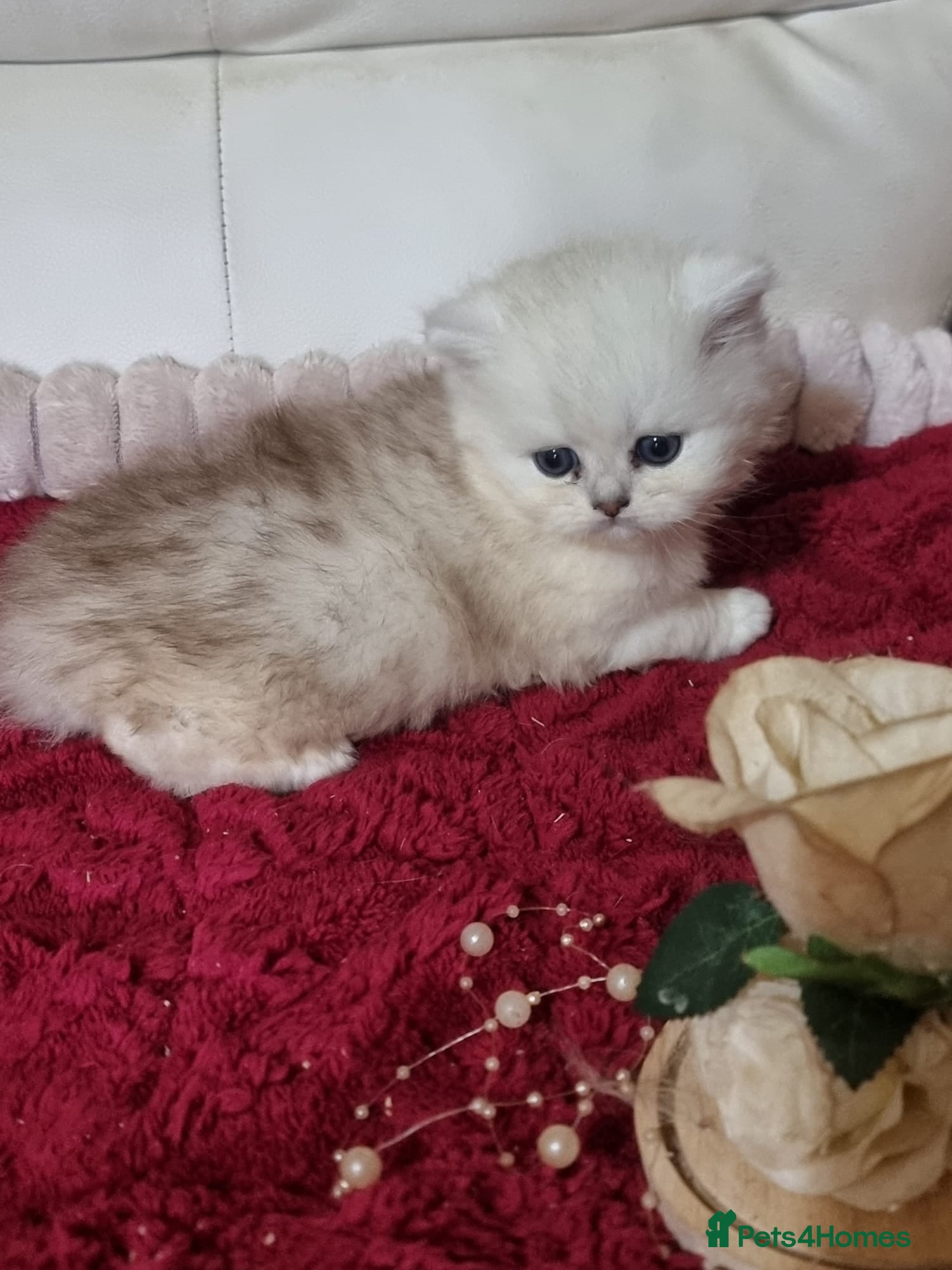 Persian cats for stud: FOR STUD Persian chinchilla  - Advert 3