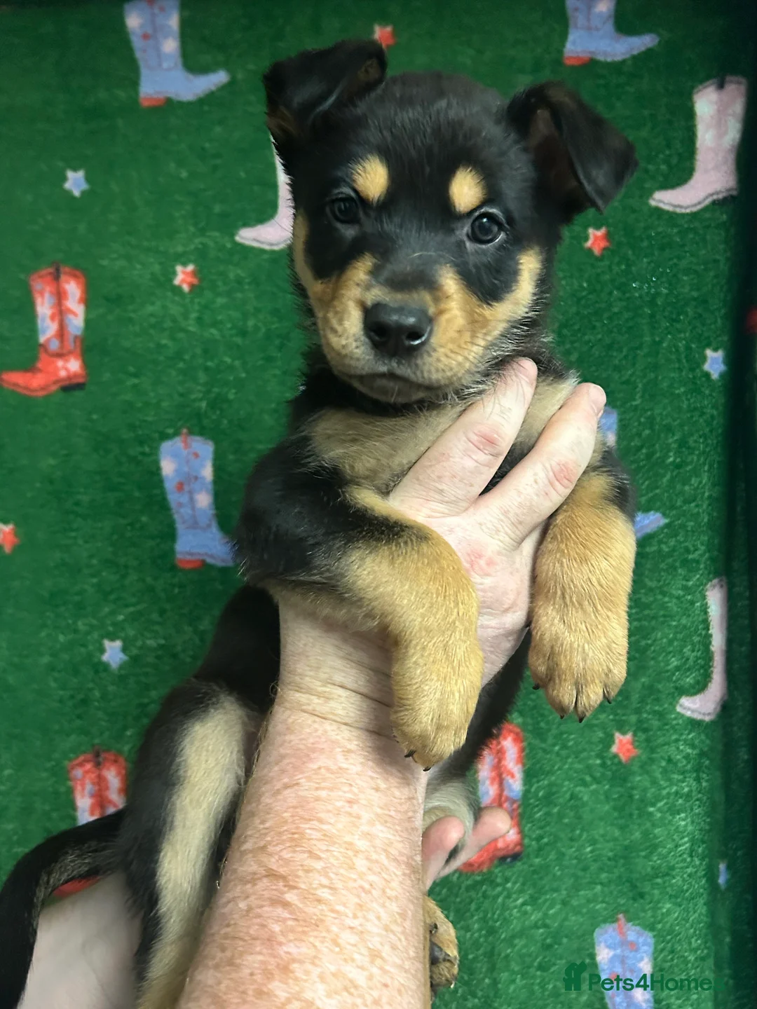 Mixed Breed dogs for sale: Swiss Shepherd Rottweiler mix - Advert 14