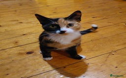 Mixed Breed cats for sale: Beautiful ginger & white female. - Image 4