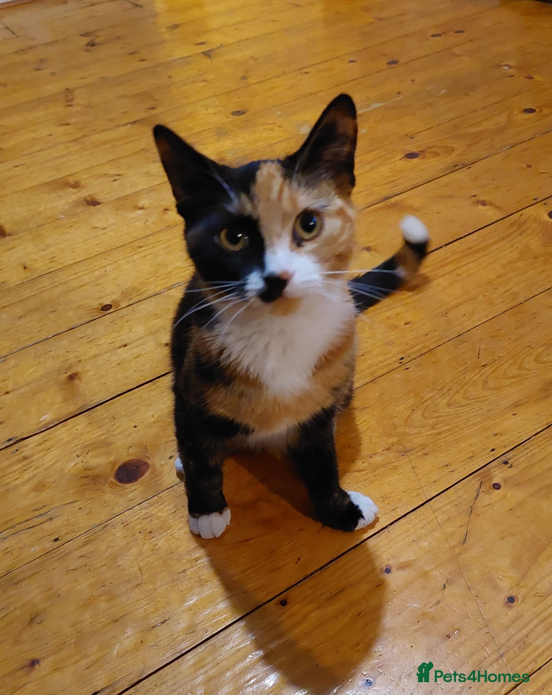 Mixed Breed cats for sale: Beautiful ginger & white female. - Image 4