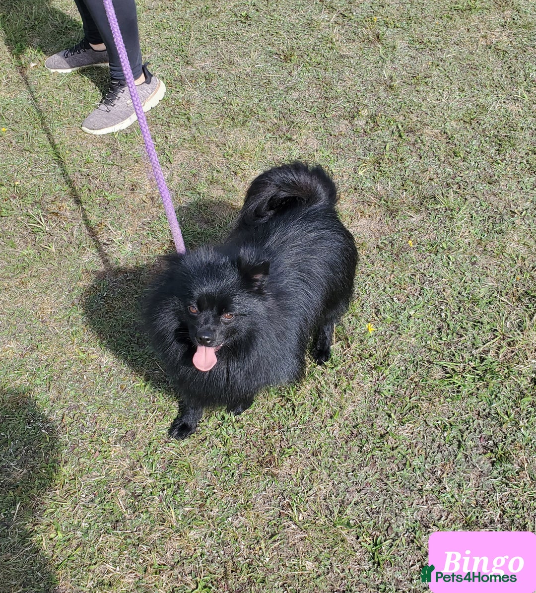 German Spitz dogs for sale: Bluey & Bingo looking for Loving Homes.  - Advert 24