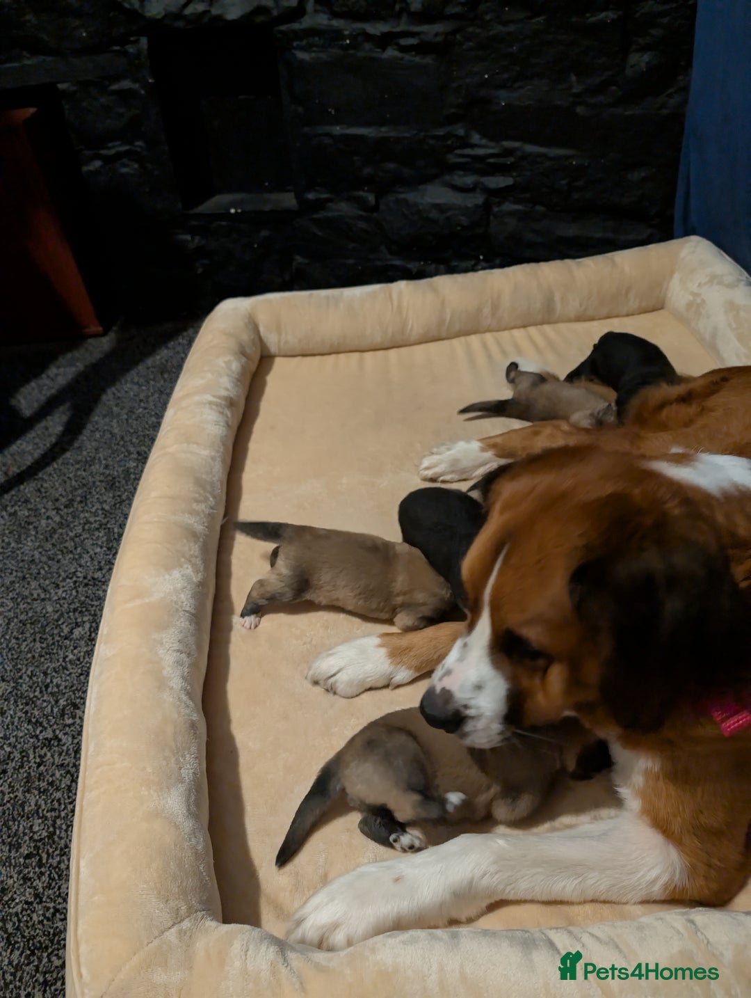 Mixed Breed dogs for sale: St Bernese X swiss Shepard pups - Image 4