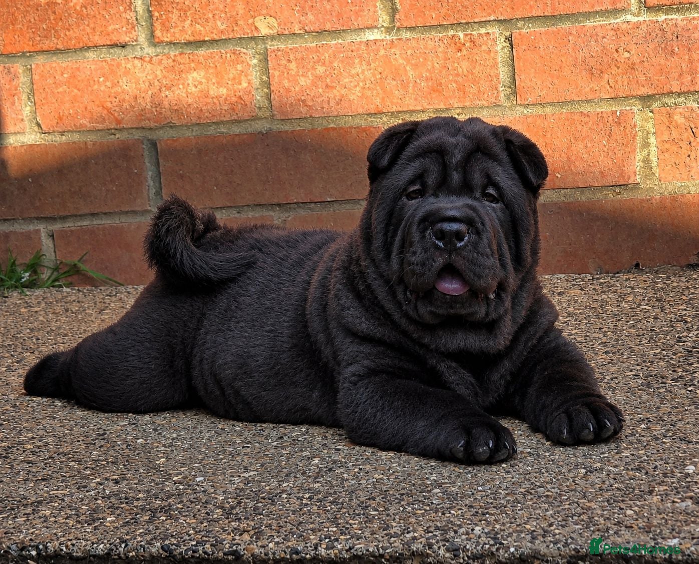 Mixed Breed dogs ChowPei Pups - Advert 4