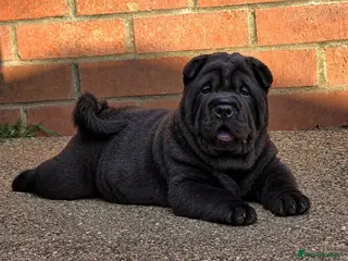 Mixed Breed dogs ChowPei Pups - Advert 4
