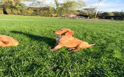 Golden Retriever dogs for sale: KC Registered Golden Retriever Puppies - Image 17