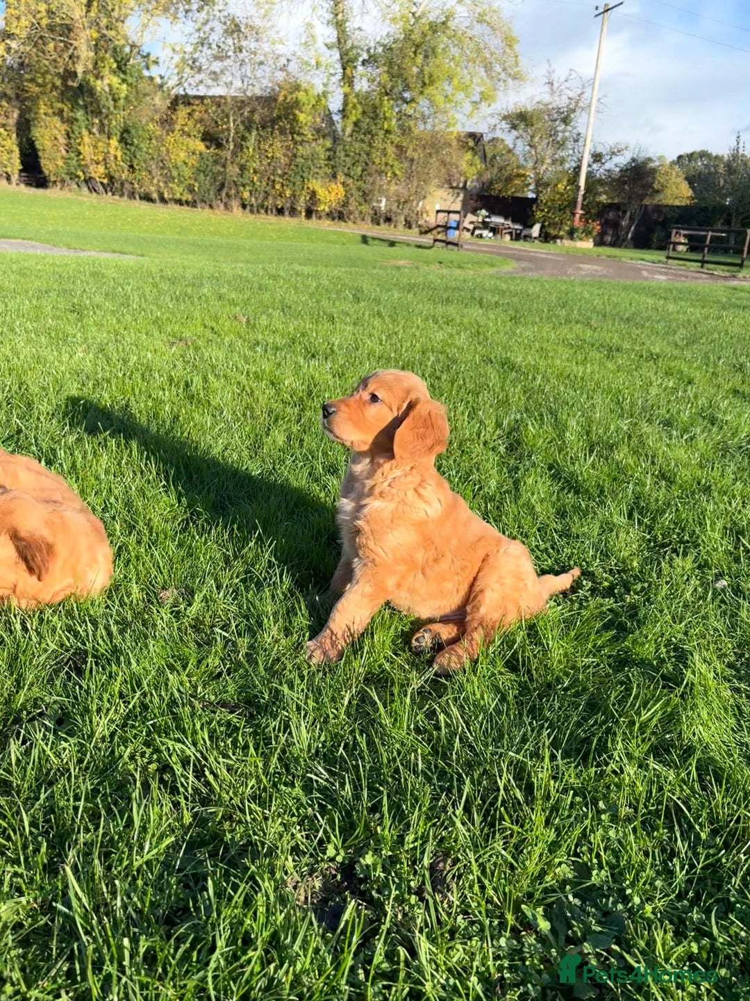 Golden Retriever dogs for sale: KC Registered Golden Retriever Puppies - Image 17