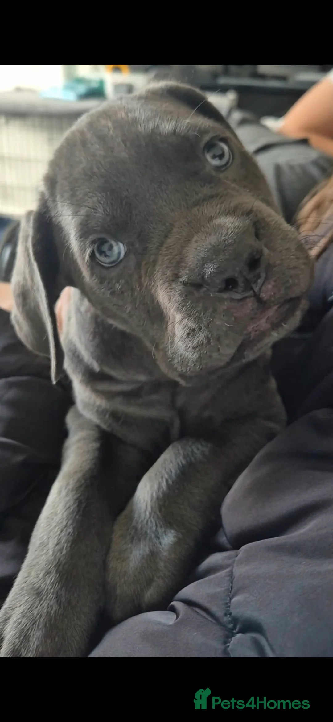 Cane Corso dogs for sale: Beautiful Girl looking for a new home - Advert 7