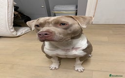 Staffordshire Bull Terrier dogs for stud: Pure Staffy bull terrier for stud  - Image 3
