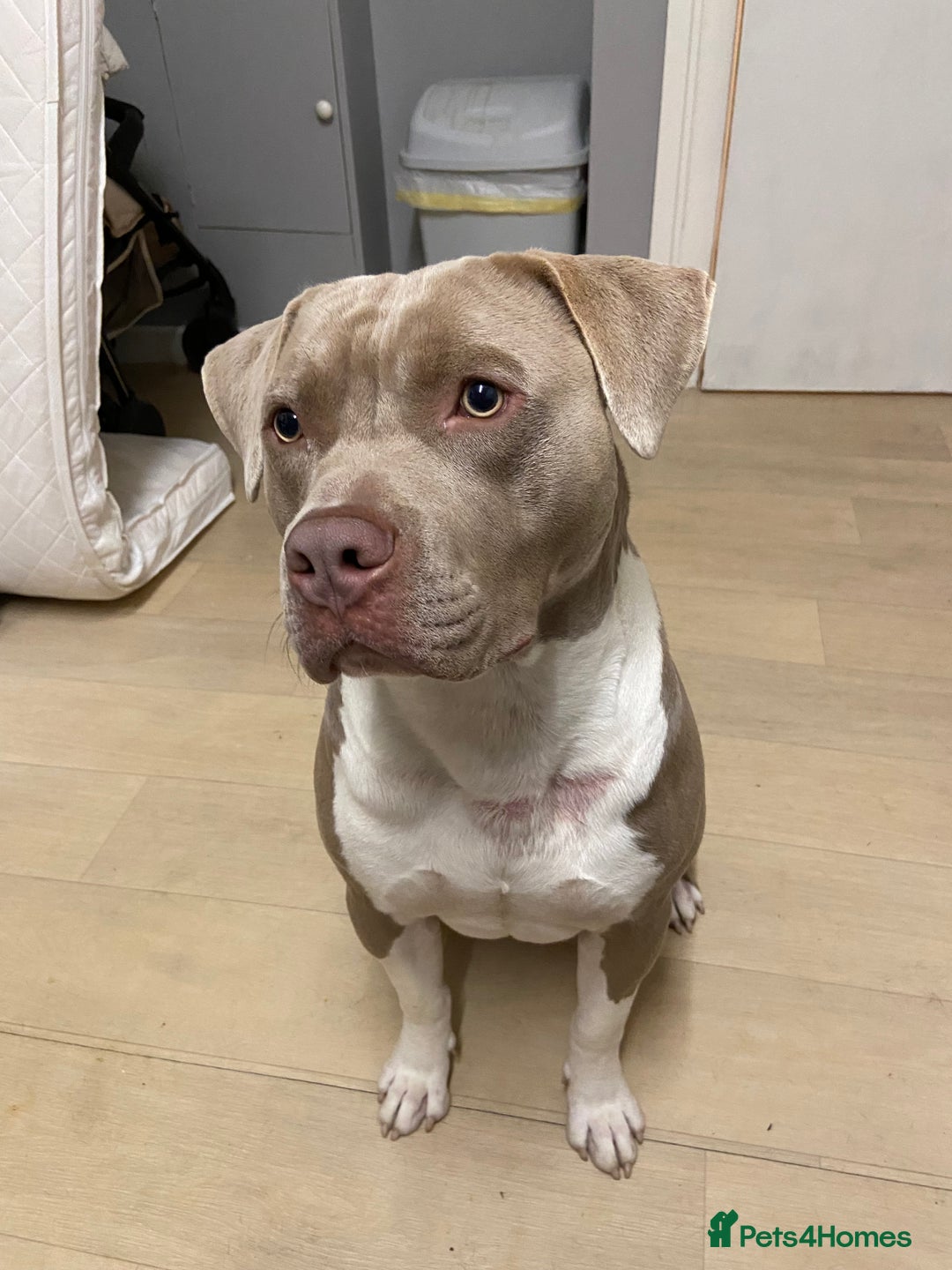 Staffordshire Bull Terrier dogs for stud: Pure Staffy bull terrier for stud  - Image 3