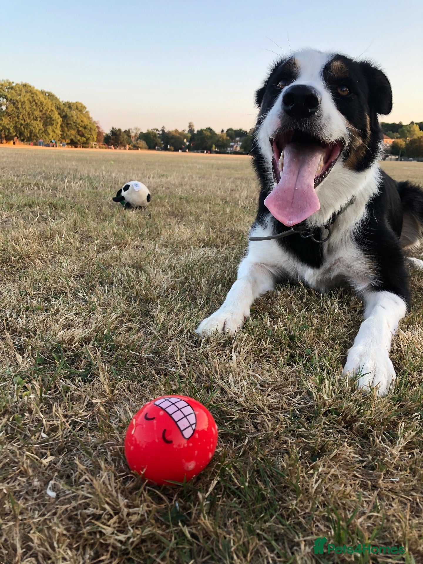 Mixed Breed dogs Henry - Advert 4