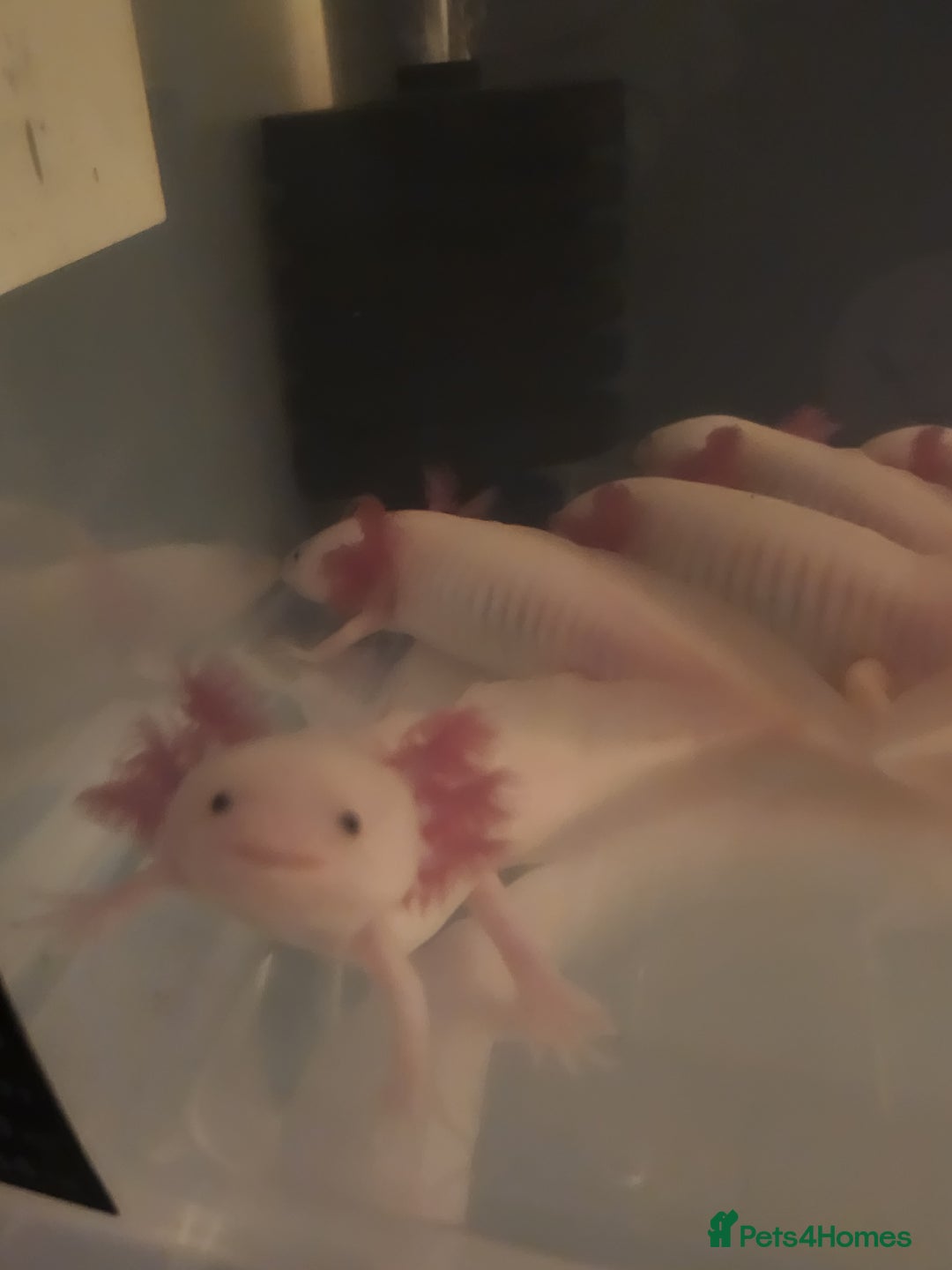 Axolotl reptiles for sale: Axolotl  - Image 5