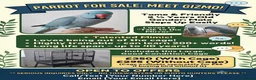 Ringnecks birds for sale: Beautiful blue ringneck tame talking parrot  - Advert 2
