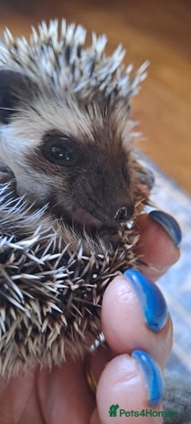 Pygmy Hedgehog rodents - Advert 3