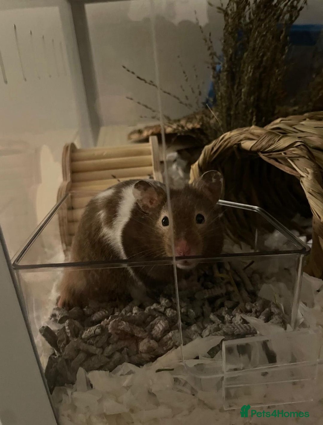 Hamster rodents for sale: Male Syrian Hamster 4 Months Bucatstate included - Advert 14