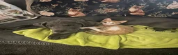 Great Dane dogs for sale: Great Dane - Advert 5