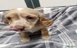 Cockapoo dogs for sale: Beautiful Cockerpoo puppies - Advert 3